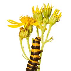 MYN Cinnabar Moth Caterpillar on Ragwort 1 